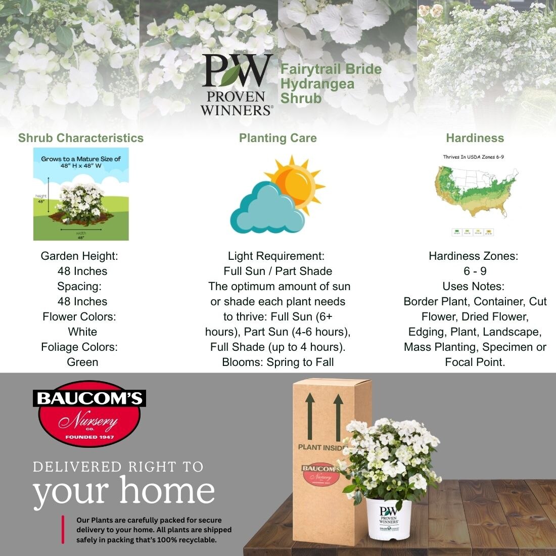 PROVEN WINNERS 2 Gal. Fairytrail Bride Hydrangea Shrub with White